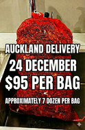 Auckland Wednesday 24 December 2025 - One bag of Fresh as Pacific Oysters